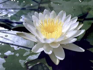 lotus flower